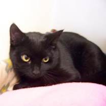 Thumbnail photo of Cadbury #2