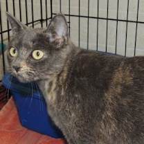 Thumbnail photo of Brandy #2