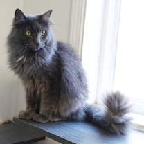 Thumbnail photo of Dusty #2
