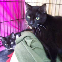 Thumbnail photo of Maxi #2