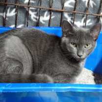 Thumbnail photo of Misty #2