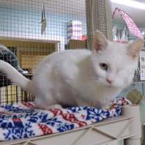 Thumbnail photo of Saraphina #2