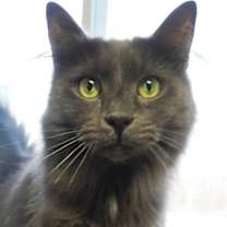 Thumbnail photo of Dusty #3