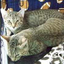 Thumbnail photo of Milo #2