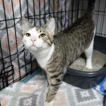 Thumbnail photo of Candy #2