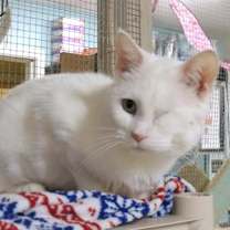 Thumbnail photo of Saraphina #3