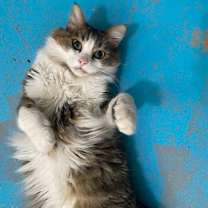 Thumbnail photo of Ernesto #2