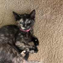 Thumbnail photo of Nori #2