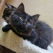 Thumbnail photo of Bashful #2