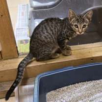 Thumbnail photo of Sage #3