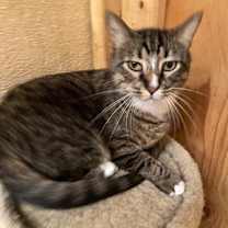 Thumbnail photo of Charlie #3