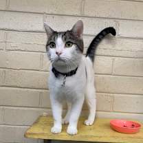 Thumbnail photo of Theo #3