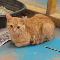 Thumbnail photo of Lilly #3