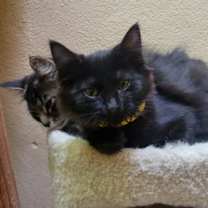 Thumbnail photo of Bashful #3