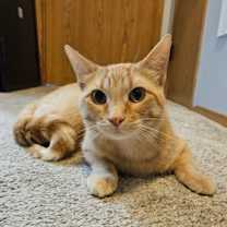 Thumbnail photo of Wonton #2