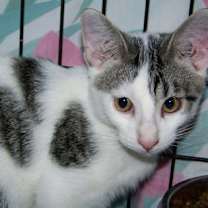 Thumbnail photo of Jay #2