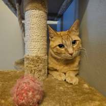 Thumbnail photo of Wonton #3