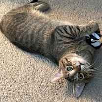 Thumbnail photo of Reginald #3