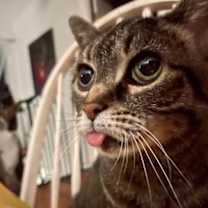 Thumbnail photo of Mami Chat (Mickey) #2