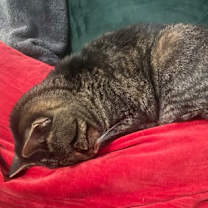 Thumbnail photo of Mami Chat (Mickey) #3
