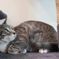 Thumbnail photo of Oscar #2