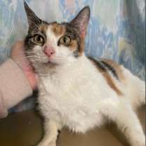 Thumbnail photo of Brewer #2