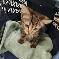 Thumbnail photo of Kitty Kitty #2