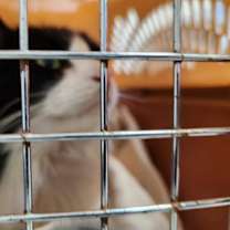 Thumbnail photo of Stray #2