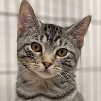 Thumbnail photo of Hypatia #2