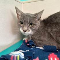 Thumbnail photo of Dwight-FIV+ #2