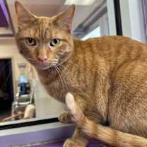 Thumbnail photo of Tycho #2