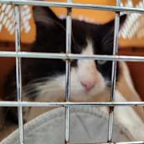 Thumbnail photo of Stray #3