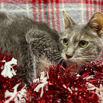 Thumbnail photo of Field-FIV+ #2
