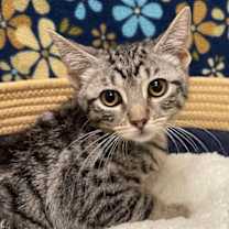 Thumbnail photo of Hypatia #3