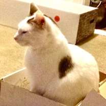Thumbnail photo of Trenton   *A PRIORITY PET* #2