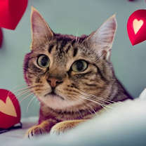 Thumbnail photo of Penny #3