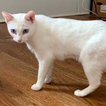 Thumbnail photo of Alaska   *A PRIORITY PET* #2