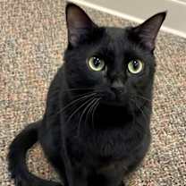 Thumbnail photo of Angelica Schuyler   *A PRIORIT #3