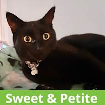 Thumbnail photo of Tara  *A PRIORITY PET* #3