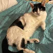 Thumbnail photo of Louise   *A PRIORITY PET* #2