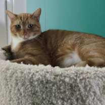 Thumbnail photo of Julius #2