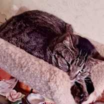 Thumbnail photo of Judith #3