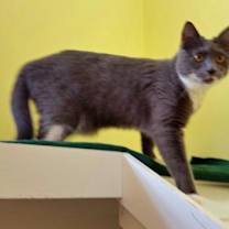 Thumbnail photo of Amber #3