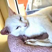 Thumbnail photo of Alaska   *A PRIORITY PET* #3