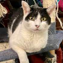 Thumbnail photo of Louise   *A PRIORITY PET* #3