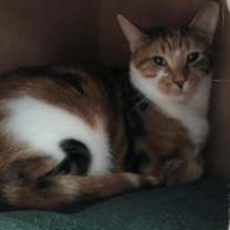 Thumbnail photo of Patches #3