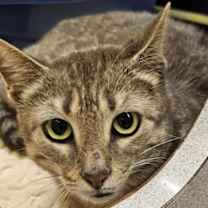 Thumbnail photo of Molly #3