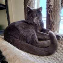 Thumbnail photo of Gino #2