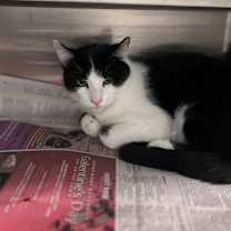 Thumbnail photo of Apollo #2