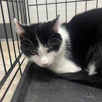 Thumbnail photo of Apollo #3